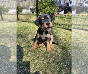 American Pit Bull Terrier-Bernese Mountain Dog Mix Dogs for adoption in Rockaway, NJ, USA
