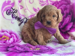 Cavapoo Puppy for sale in EPHRATA, PA, USA