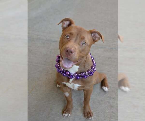 Medium Photo #1 American Pit Bull Terrier-Unknown Mix Puppy For Sale in McKinney, TX, USA