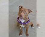 Small American Pit Bull Terrier Mix