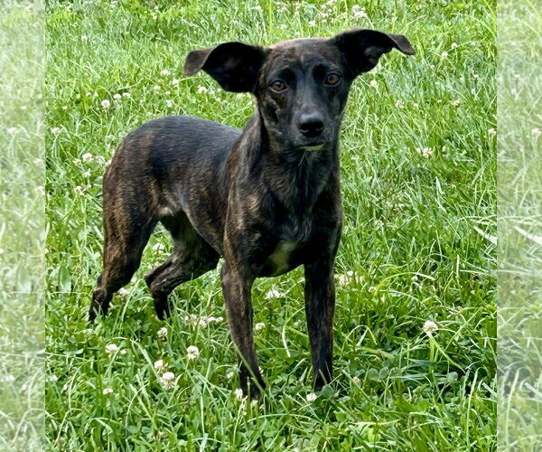 Medium Photo #2 Whippet Boston Puppy For Sale in Batavia, OH, USA