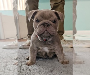 English Bulldog Puppy for sale in LAS VEGAS, NV, USA