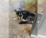 Small Photo #2 Australian Kelpie-Australian Shepherd Mix Puppy For Sale in Chandler, AZ, USA