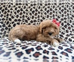 Small #1 Cavapoo (Miniature)