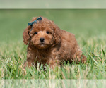 Small Photo #31 Maltipoo (Miniature) Puppy For Sale in WARSAW, IN, USA