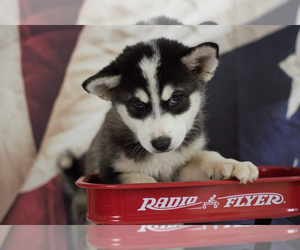 Pomsky Puppy for sale in SPRINGFIELD, MO, USA