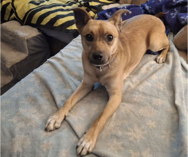 Medium Photo #4 Mutt Puppy For Sale in Coldwater, MI, USA