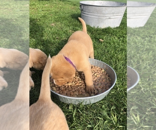 Medium Photo #9 Labrador Retriever Puppy For Sale in CONRATH, WI, USA