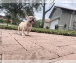 Small #5 French Bulldog