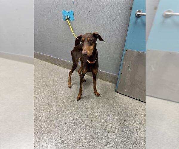 Medium Photo #1 Doberman Pinscher-Unknown Mix Puppy For Sale in Las Vegas, NV, USA