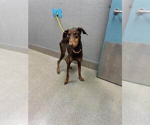 Doberman Pinscher-Unknown Mix Dogs for adoption in Las Vegas, NV, USA