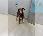 MOONLIGHT - Female Doberman Pinscher-Unknown Mix Dog for Adoption - Small photo