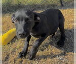 Small Photo #3 Bulldog-Labrador Retriever Mix Puppy For Sale in Tarrytown, GA, USA