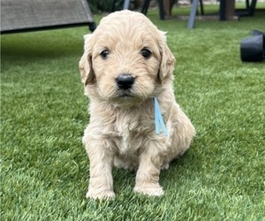 Medium Goldendoodle