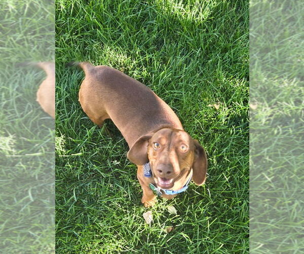 Medium Photo #4 Dachshund-Unknown Mix Puppy For Sale in Salt Lake City, UT, USA