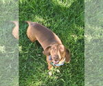 Small #3 Dachshund Mix