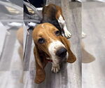 Small #3 Basset Hound