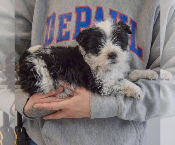 Medium Photo #2 Mutt Puppy For Sale in Huntley, IL, USA