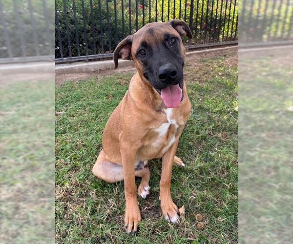 Medium Photo #1 Mutt Puppy For Sale in Riverside, CA, USA