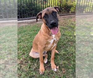 Mutt Dogs for adoption in Riverside, CA, USA
