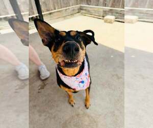 Doberman Pinscher-Pointer Mix Dogs for adoption in Houston, TX, USA