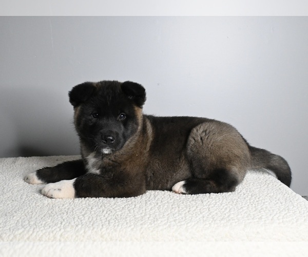 Medium Photo #3 Akita Puppy For Sale in MILLERSBURG, OH, USA