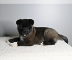 Small Photo #3 Akita Puppy For Sale in MILLERSBURG, OH, USA