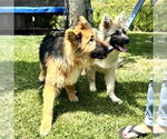 Small #5 German Shepherd Dog Mix