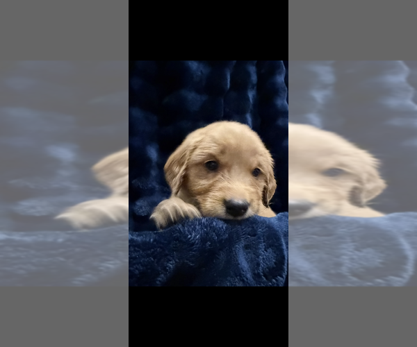 Medium Photo #1 Golden Retriever Puppy For Sale in RAYMONDVILLE, TX, USA
