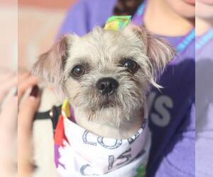 Mutt Dogs for adoption in San Antonio, TX, USA