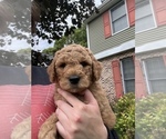 Small Photo #2 Goldendoodle Puppy For Sale in RICHMOND, IN, USA