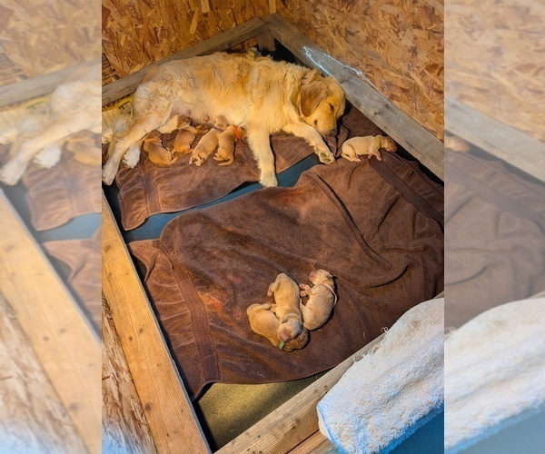 Medium Photo #19 English Cream Golden Retriever Puppy For Sale in DOLORES, CO, USA