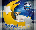 Small #4 Jack Russell Terrier Mix