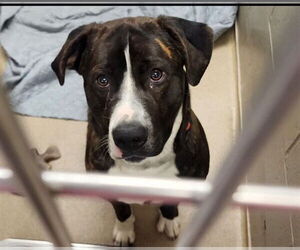 American Bandogge mastiff Dogs for adoption in Decatur, IL, USA