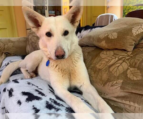 Medium Photo #1 German Shepherd Dog-Unknown Mix Puppy For Sale in Petaluma, CA, USA