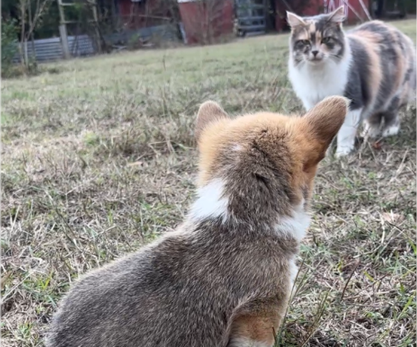 Medium Photo #8 Pembroke Welsh Corgi Puppy For Sale in MIDLOTHIAN, TX, USA