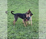 Small #14 German Shepherd Dog Mix