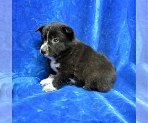 Medium Photo #4 Pom-Shi Puppy For Sale in HARTVILLE, MO, USA