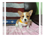 Small Photo #2 Pembroke Welsh Corgi Puppy For Sale in ARROYO GRANDE, CA, USA