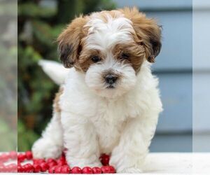 ShihPoo Puppy for sale in REINHOLDS, PA, USA