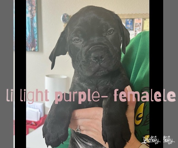 Medium Photo #1 Cane Corso Puppy For Sale in WINDSOR, CO, USA