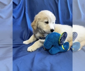 Golden Labrador Puppy for sale in LIVE OAK, FL, USA