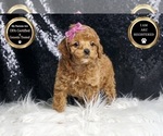 Puppy Blissey AKC Poodle (Toy)