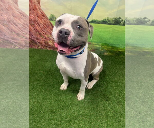 Medium Photo #3 American Staffordshire Terrier-Unknown Mix Puppy For Sale in Euless, TX, USA