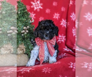 Cockapoo Puppy for sale in NOTTINGHAM, PA, USA