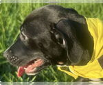 Small #1 Labrador Retriever Mix