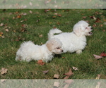Small Photo #3 Bichon Frise Puppy For Sale in WOODSTOCK, CT, USA