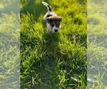 Small #5 Jack Russell Terrier