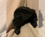 Small Photo #11 Labrador Retriever Puppy For Sale in PUEBLO, CO, USA