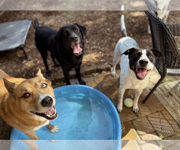 Medium Photo #9 American Staffordshire Terrier-Pointer Mix Puppy For Sale in Arlington, VA, USA